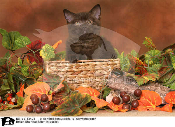 British Shorthair kitten in basket / SS-13425
