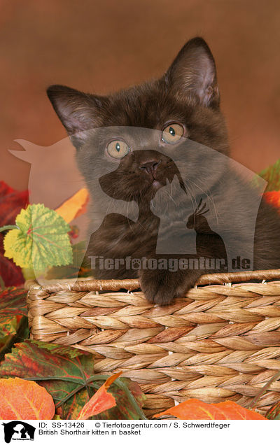 British Shorthair kitten in basket / SS-13426