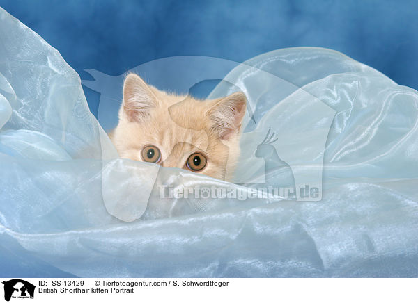 Britisch Kurzhaar Ktzchen Portrait / British Shorthair kitten Portrait / SS-13429