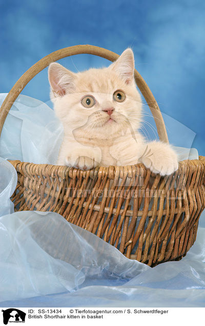 British Shorthair kitten in basket / SS-13434