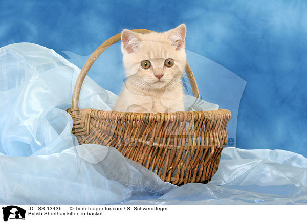British Shorthair kitten in basket / SS-13436