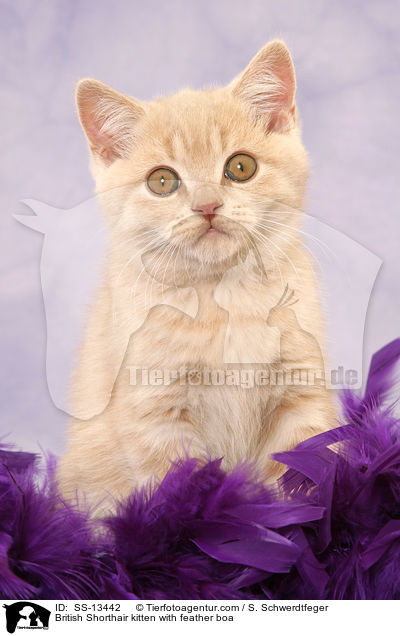 British Shorthair kitten with feather boa / SS-13442