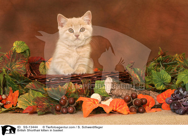 British Shorthair kitten in basket / SS-13444