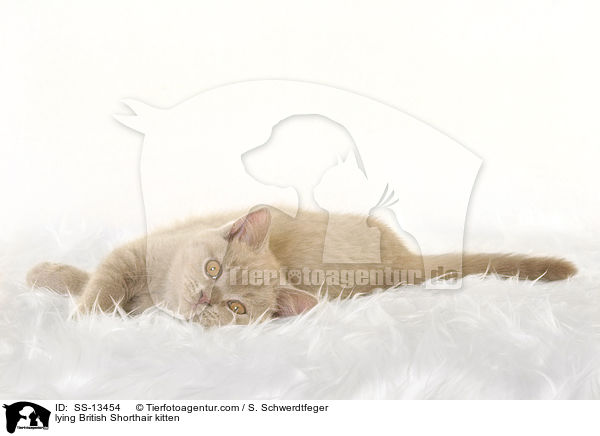 liegendes Britisch Kurzhaar Ktzchen / lying British Shorthair kitten / SS-13454