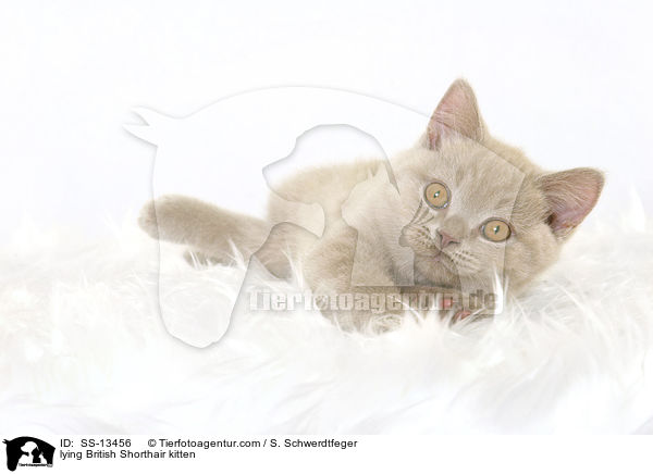 lying British Shorthair kitten / SS-13456
