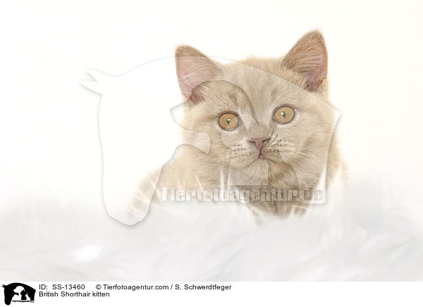 British Shorthair kitten / SS-13460