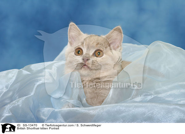 British Shorthair kitten Portrait / SS-13470