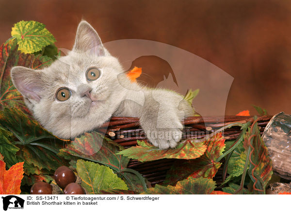 Britisch Kurzhaar Ktzchen in Krbchen / British Shorthair kitten in basket / SS-13471
