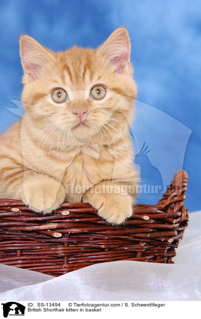 British Shorthair kitten in basket / SS-13494