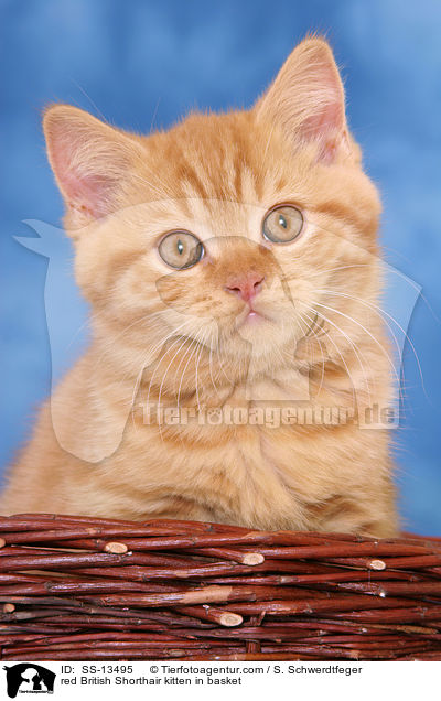 red British Shorthair kitten in basket / SS-13495