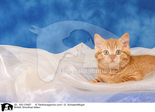 British Shorthair kitten / SS-13497