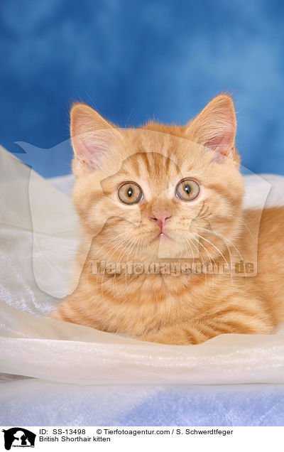 British Shorthair kitten / SS-13498