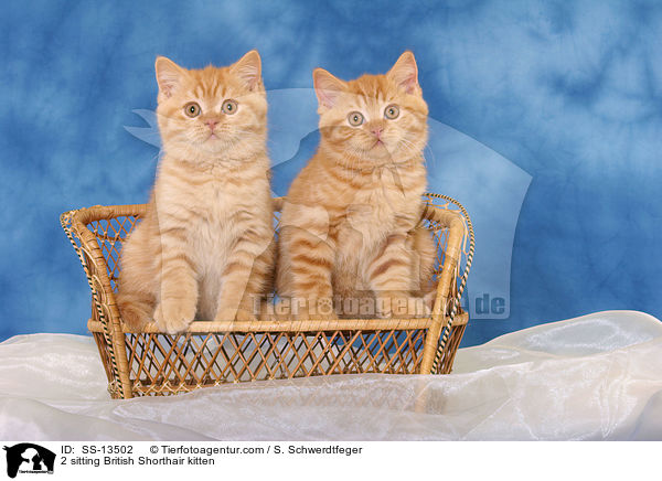 2 sitting British Shorthair kitten / SS-13502