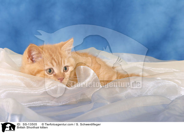 British Shorthair kitten / SS-13505