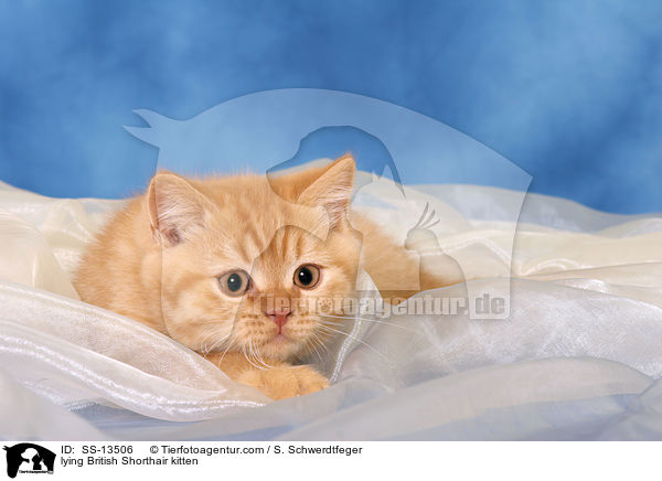 lying British Shorthair kitten / SS-13506