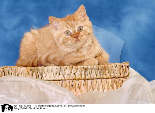 lying British Shorthair kitten / SS-13508