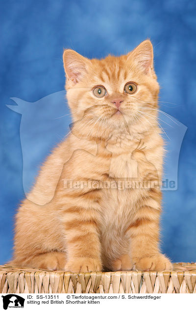 sitting red British Shorthair kitten / SS-13511