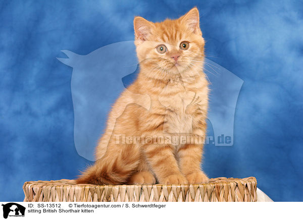 sitting British Shorthair kitten / SS-13512