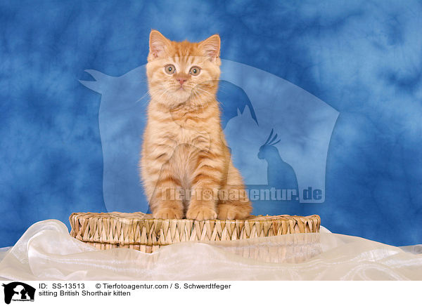 sitting British Shorthair kitten / SS-13513