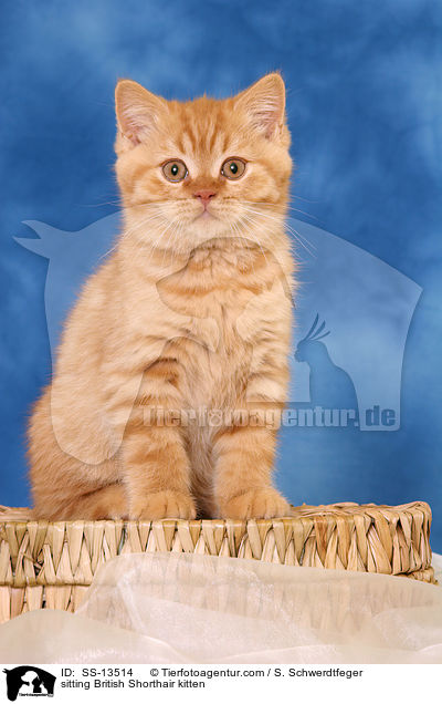 sitting British Shorthair kitten / SS-13514