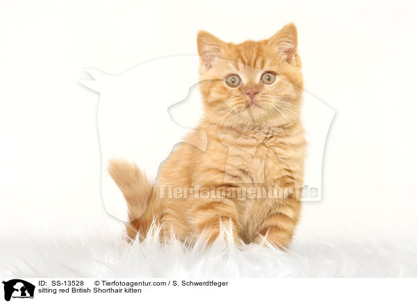 sitting red British Shorthair kitten / SS-13528