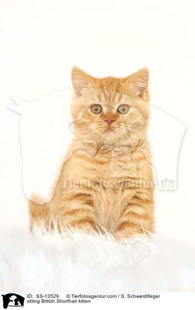 sitting British Shorthair kitten / SS-13529