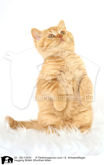 begging British Shorthair kitten / SS-13530