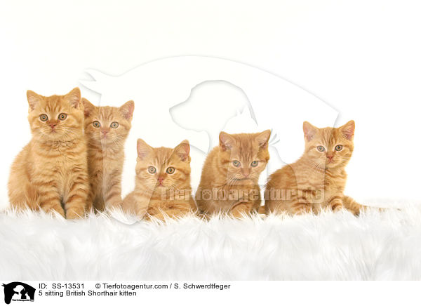 5 sitting British Shorthair kitten / SS-13531