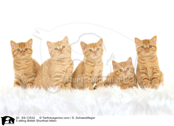 5 sitting British Shorthair kitten / SS-13532