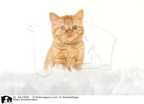 British Shorthair kitten / SS-13535