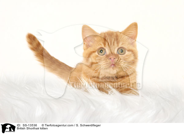 British Shorthair kitten / SS-13536
