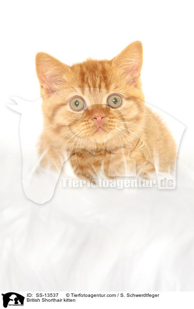 British Shorthair kitten / SS-13537