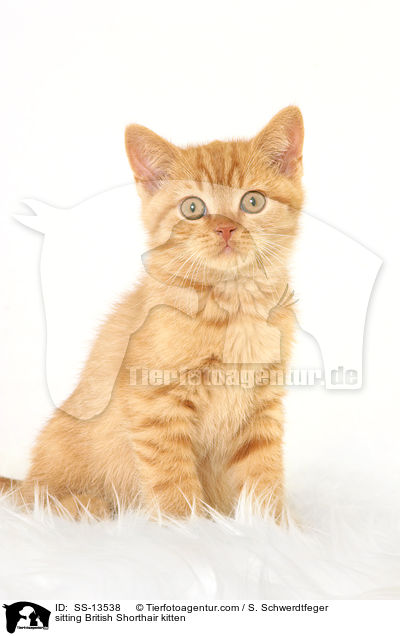 sitting British Shorthair kitten / SS-13538