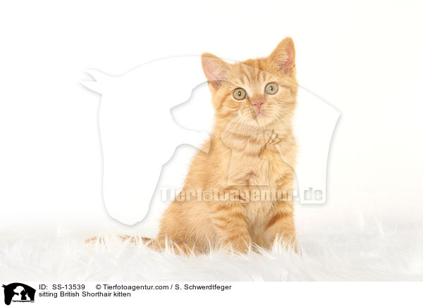 sitting British Shorthair kitten / SS-13539