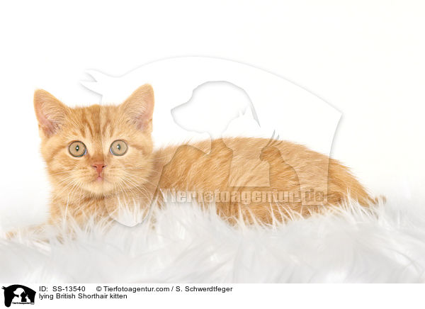lying British Shorthair kitten / SS-13540