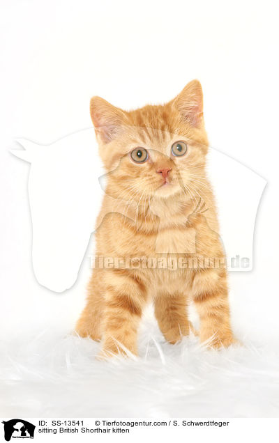 sitting British Shorthair kitten / SS-13541