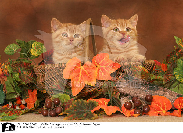 2 British Shorthair kitten in basket / SS-13542