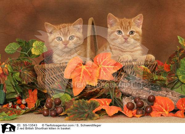 2 red British Shorthair kitten in basket / SS-13543