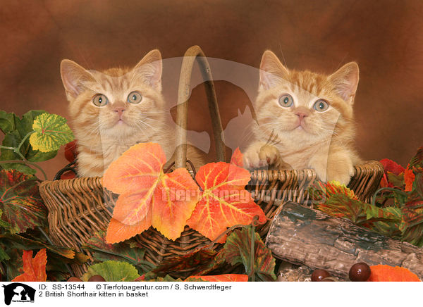 2 British Shorthair kitten in basket / SS-13544
