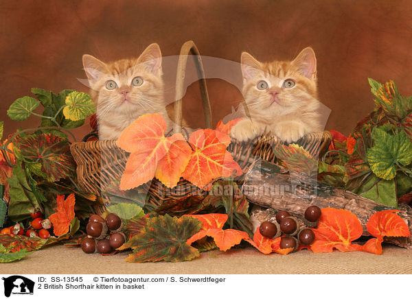 2 British Shorthair kitten in basket / SS-13545