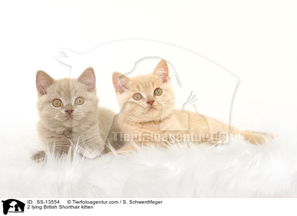 2 lying British Shorthair kitten / SS-13554