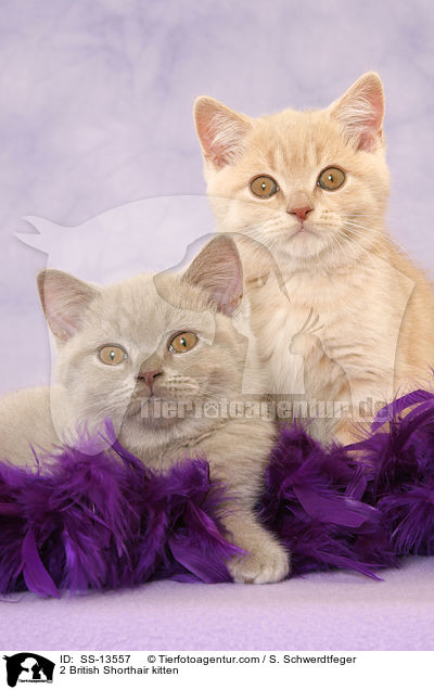 2 British Shorthair kitten / SS-13557
