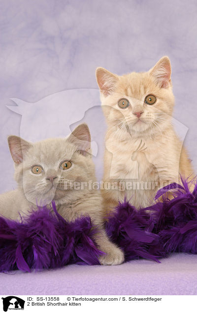 2 British Shorthair kitten / SS-13558