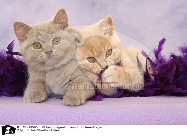 2 lying British Shorthair kitten / SS-13565