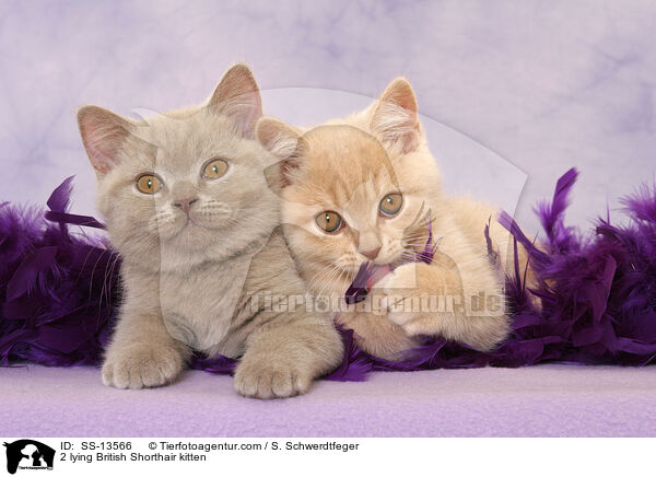 2 liegende Britisch Kurzhaar Ktzchen / 2 lying British Shorthair kitten / SS-13566