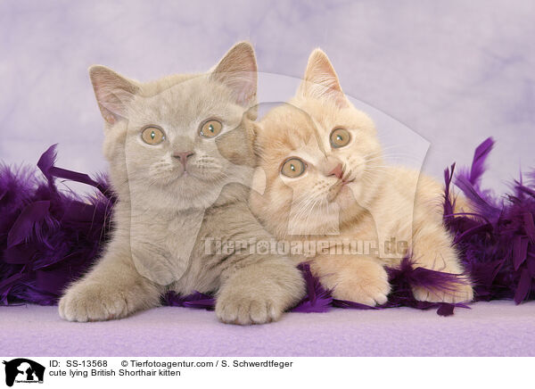 se liegende Britisch Kurzhaar Ktzchen / cute lying British Shorthair kitten / SS-13568