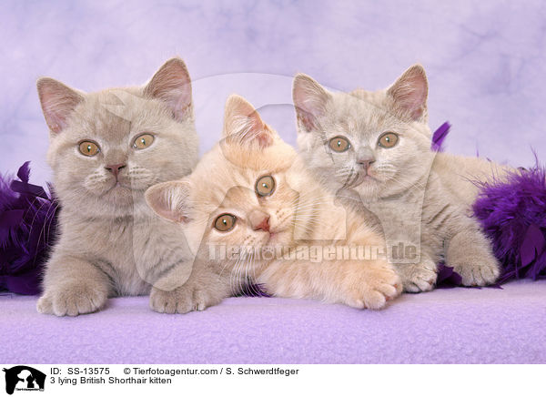 3 liegende Britisch Kurzhaar Ktzchen / 3 lying British Shorthair kitten / SS-13575
