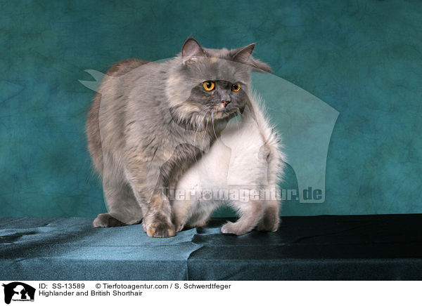 Highlander und Britisch Kurzhaar / Highlander and British Shorthair / SS-13589