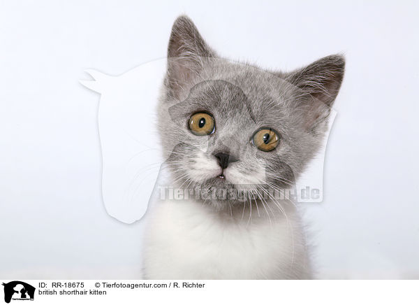british shorthair kitten / RR-18675