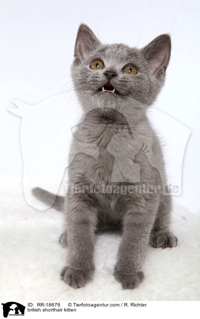 british shorthair kitten / RR-18676